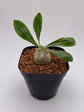 Pachypodium Densicaule Seedling