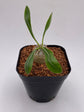 Pachypodium Densicaule Seedling