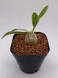 Pachypodium Densicaule Seedling