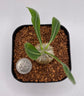 Pachypodium Densicaule Seedling