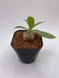 Pachypodium Densicaule Seedling