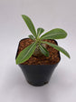 Pachypodium Densicaule Seedling