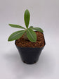 Pachypodium Densicaule Seedling