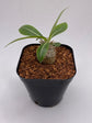 Pachypodium Densicaule Seedling