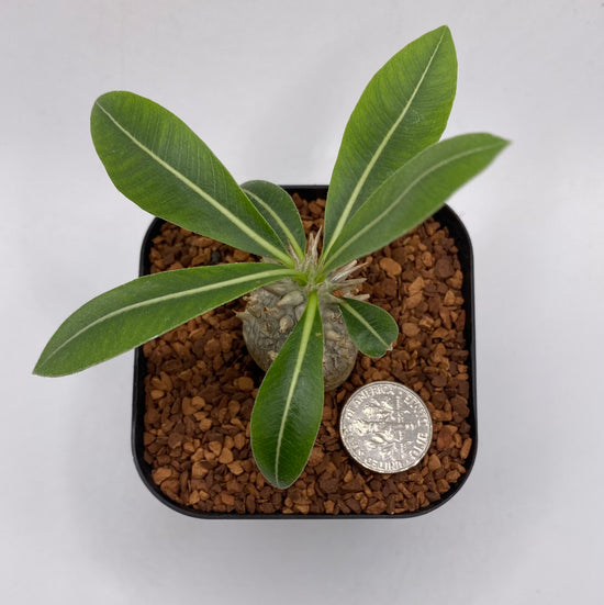 Pachypodium Densicaule Seedling