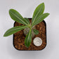 Pachypodium Densicaule Seedling