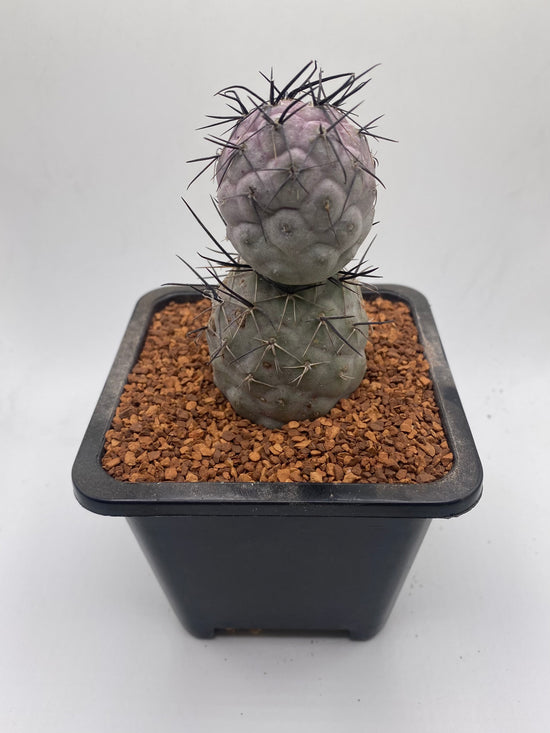 Tephrocactus Geometricus Diablo