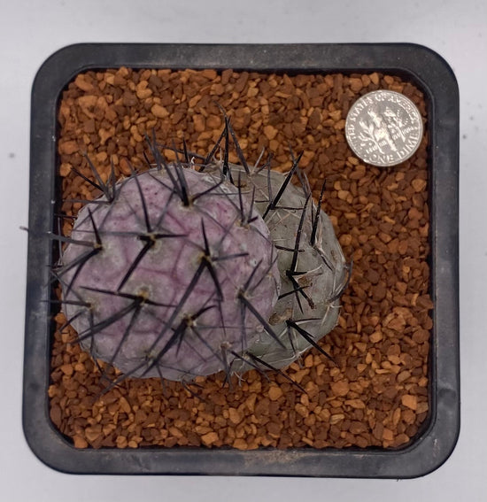 Tephrocactus Geometricus Diablo