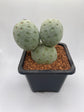 Tephrocactus Geometricus