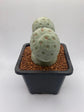 Tephrocactus Geometricus