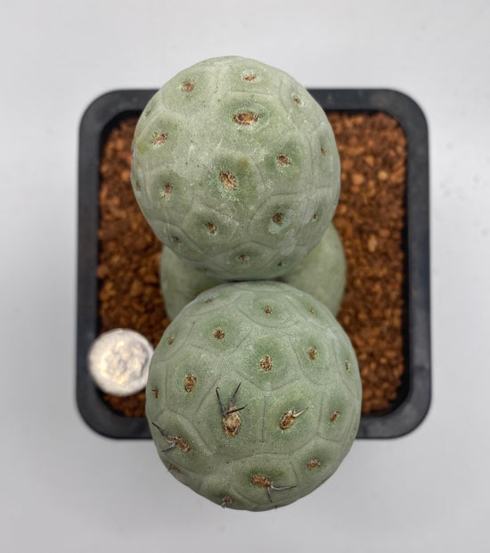 Tephrocactus Geometricus