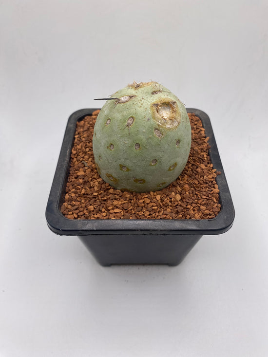 Tephrocactus Geometricus