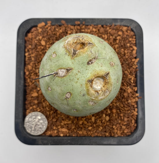 Tephrocactus Geometricus