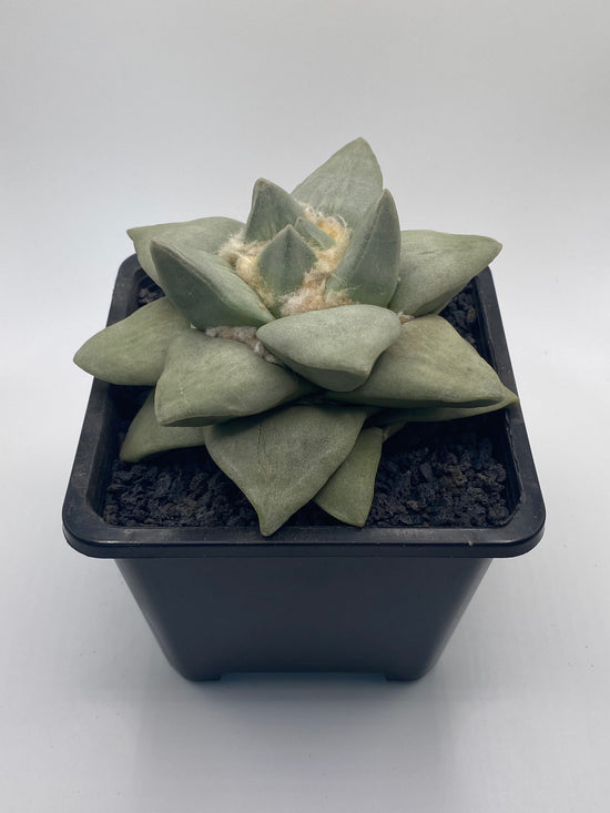 Ariocarpus retusus cv Frumdosus