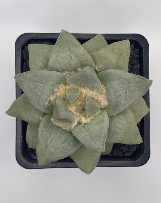 Ariocarpus retusus cv Frumdosus