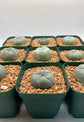 Medium LW Button Cactus