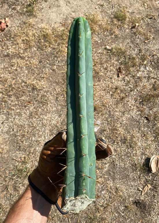 Yehuda Bridgesii