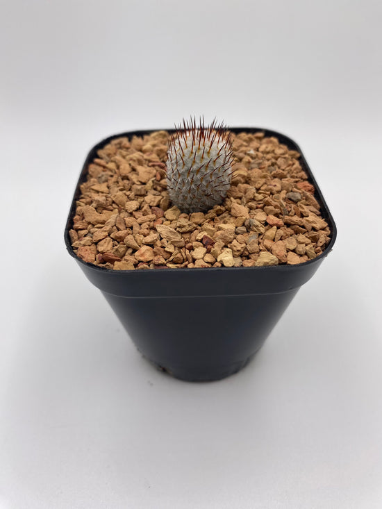 mammillaria perezdelarosae v. andersonii