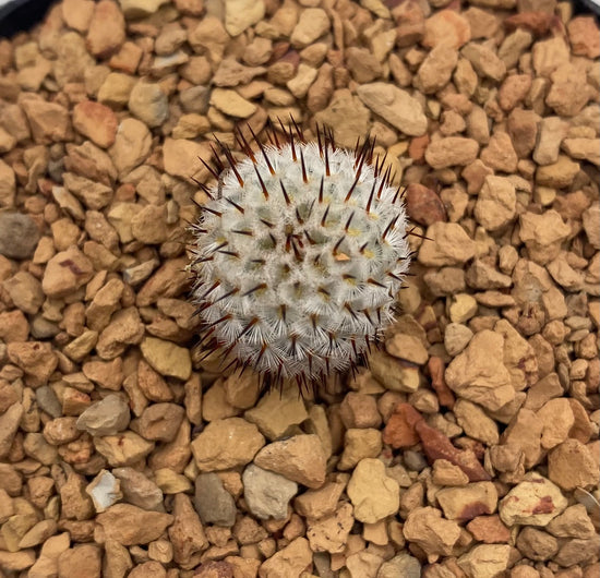 mammillaria perezdelarosae v. andersonii