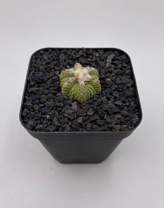 Aztekium Ritteri