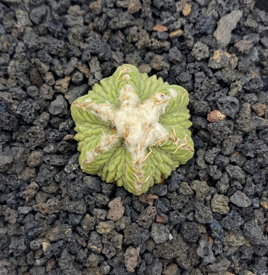 Aztekium Ritteri