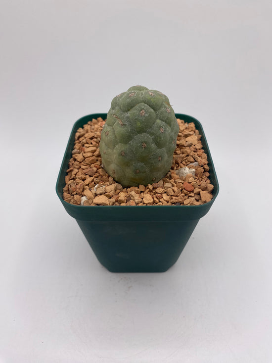 Tephrocactus Geometricus (Dragon Egg)