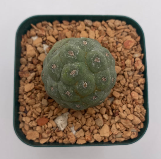 Tephrocactus Geometricus (Dragon Egg)