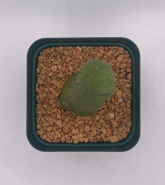 Trichocereus Bridgesii Monstrose TBM