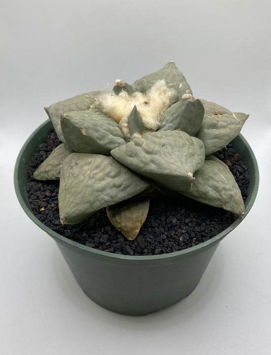 Ariocarpus Retusus