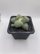 Ariocarpus retusus cv. Maruibo