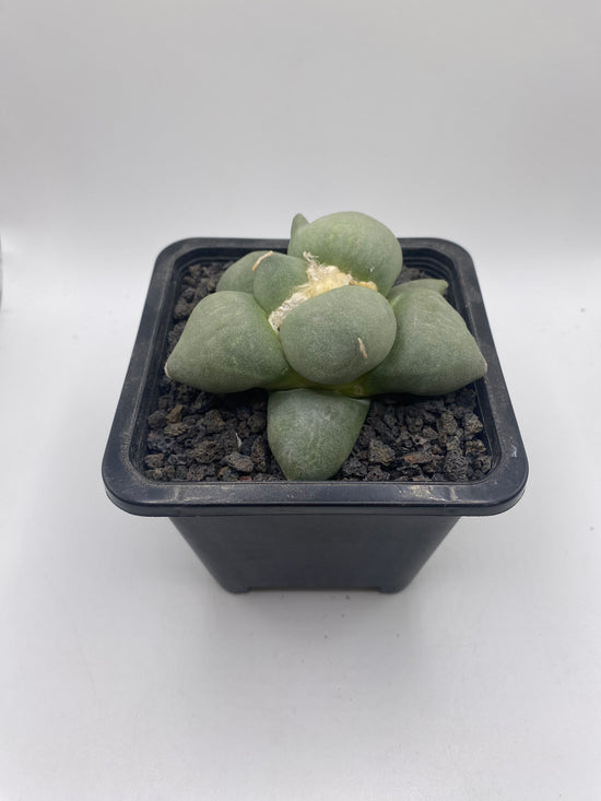 Ariocarpus retusus cv. Maruibo