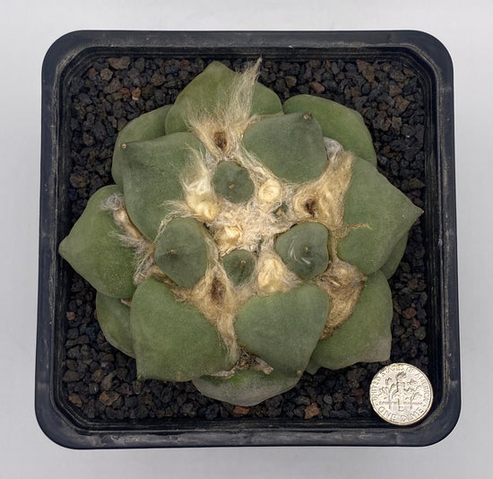 Ariocarpus retusus cv. Maruibo x Retusus