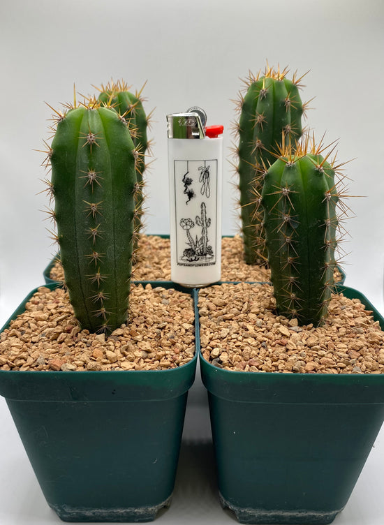 Daniel x Coyote 4 pack of seedlings