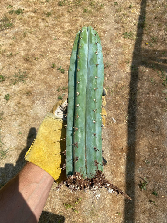 Trichocereus Peruvianus