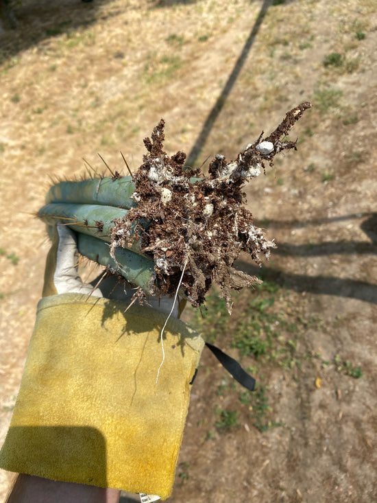 Trichocereus Peruvianus