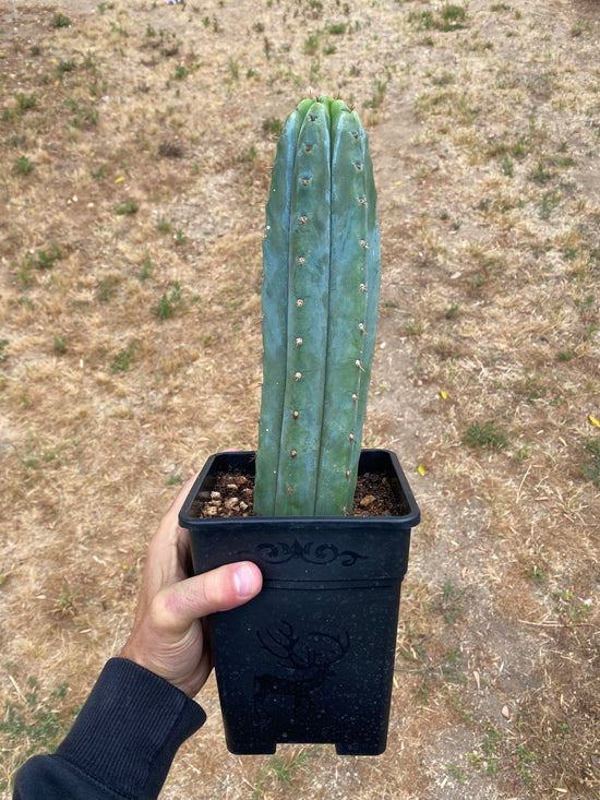 Trichocereus Peruvianus Tip- Rooted