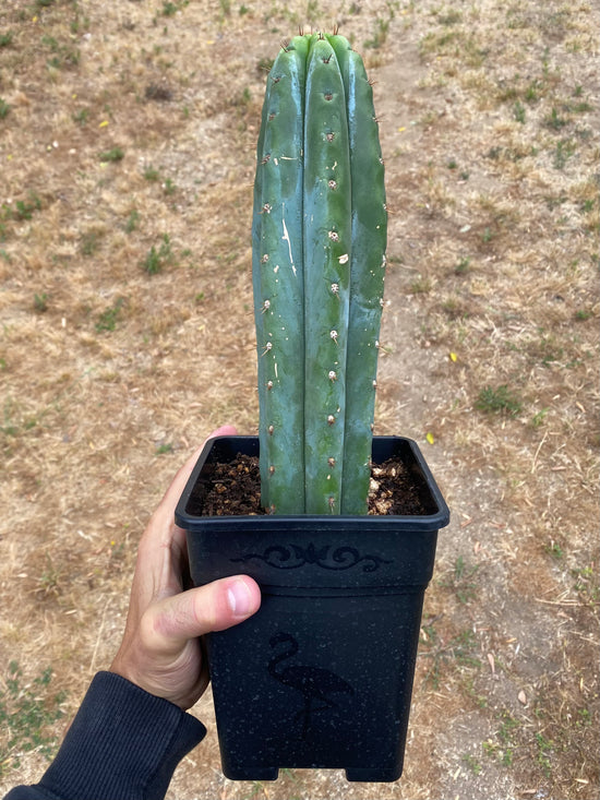 Trichocereus Peruvianus Tip- Rooted