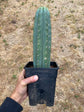 Trichocereus Peruvianus Tip- Rooted