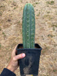 Trichocereus Peruvianus Tip- Rooted