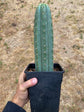 Trichocereus Peruvianus Tip- Rooted