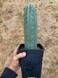 Trichocereus Peruvianus Tip- Rooted